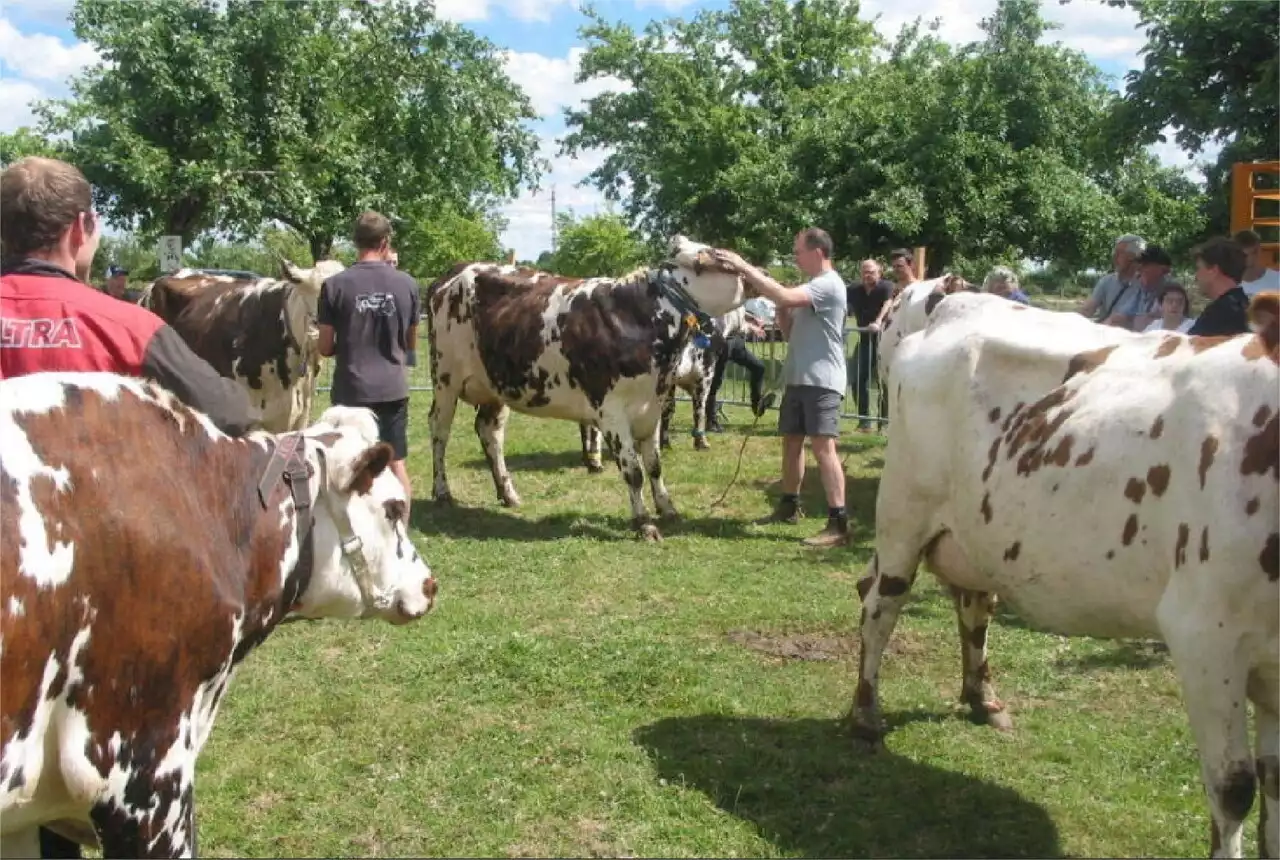 Le comice agricole du pays de Bonnétable est en place