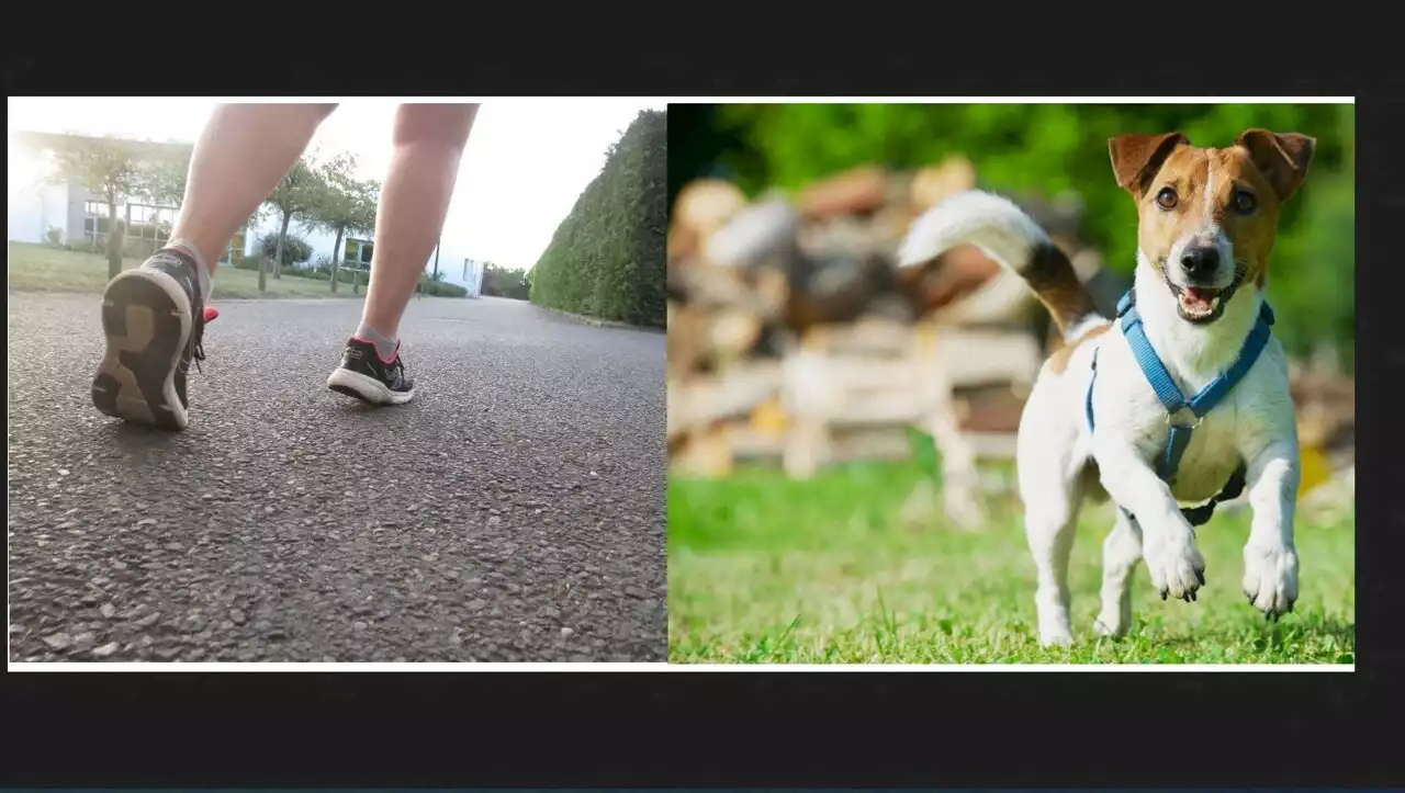 Sa chienne avait mordu deux joggeuses près de Nantes, forte amende pour le propriétaire