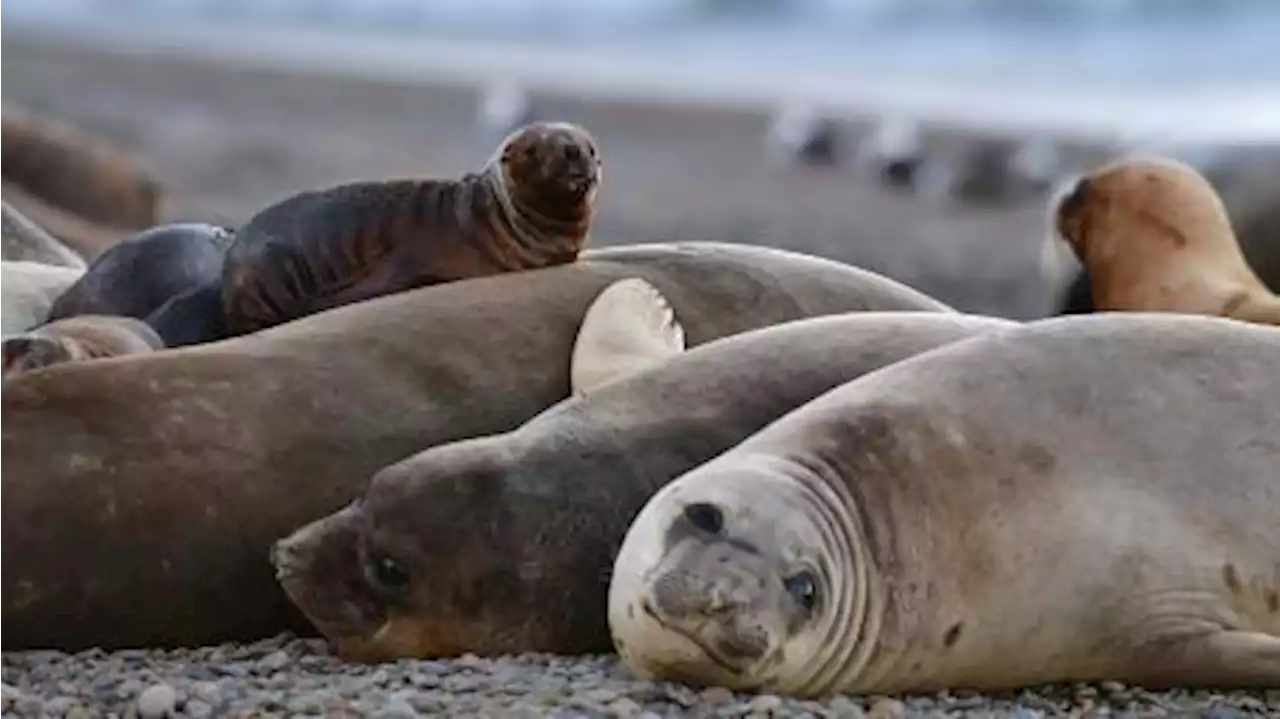 Influenza Aviar: Senasa confirmó nuevos brotes en lobos marinos en Necochea y Santa Cruz