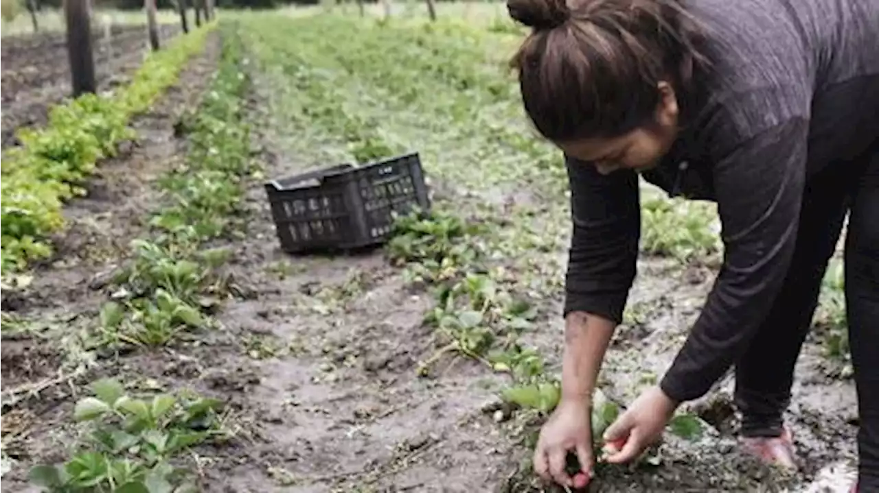 Prorrogan beneficios en asignaciones familiares para los trabajos temporarios y agropecuarios