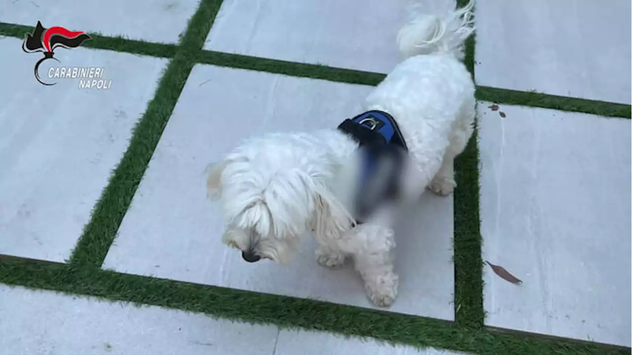 Latitante da sei mesi, preso dai carabinieri grazie a un cagnolino - Notizie