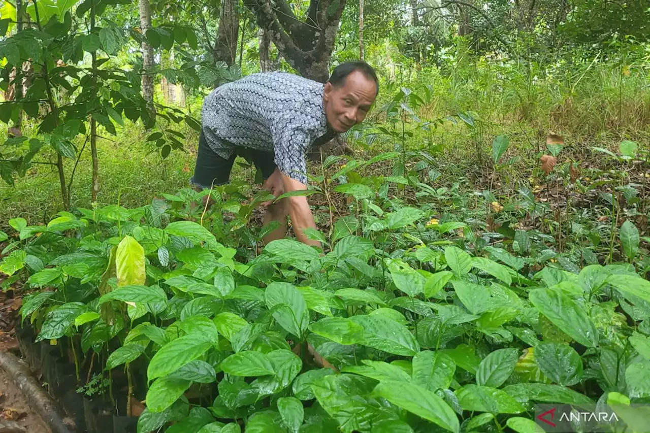 'Chainsaw Buyback' bantu kurangi penebang di Kayong Utara