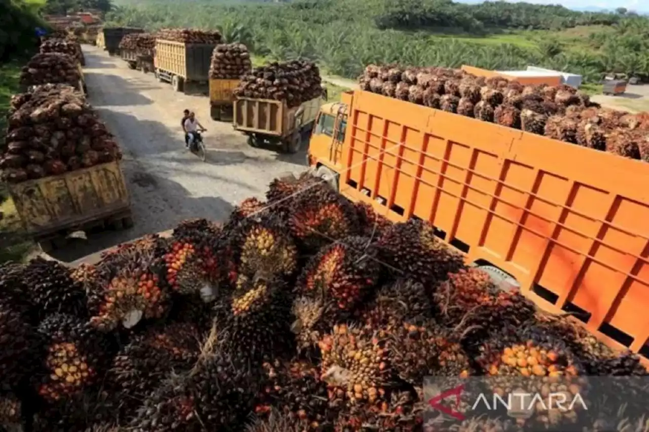 Kementan siapkan pekebun ikuti tata kelola sawit hadapi EUDR