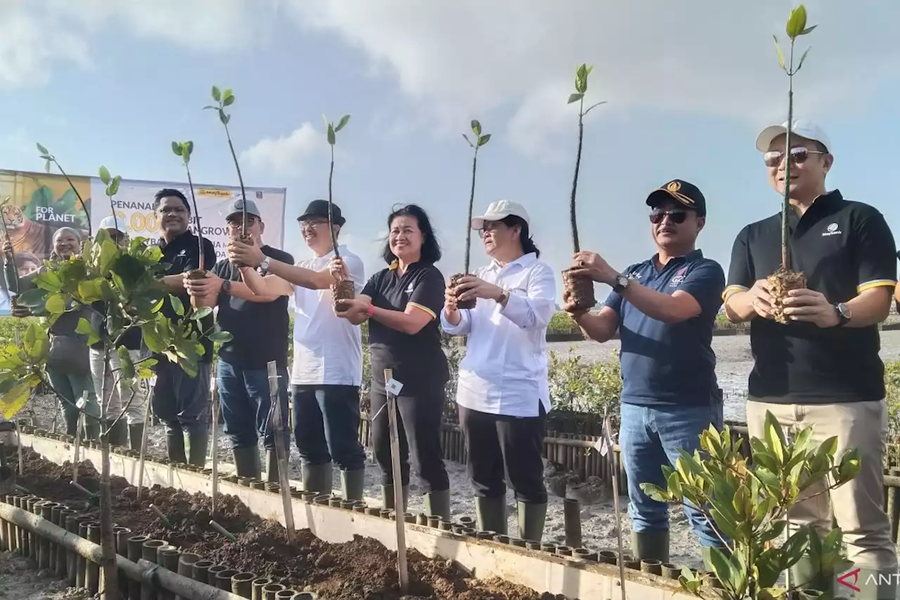 Maybank Indonesia tanam 2.000 bibit mangrove di Benoa Bali