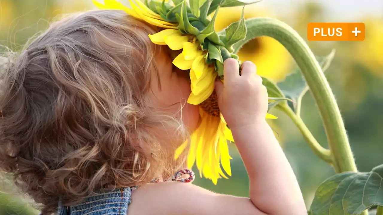 So riecht der Sommer: Was Düfte über unsere Gefühle verraten