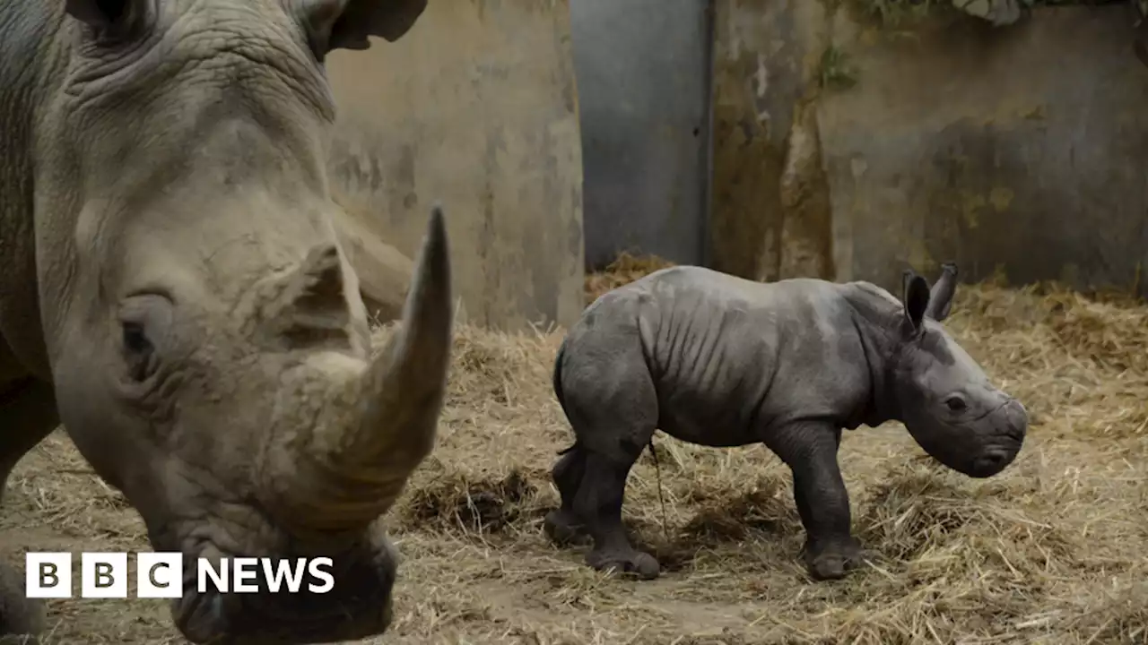 Cotswold Wildlife Park welcomes two baby white rhinos