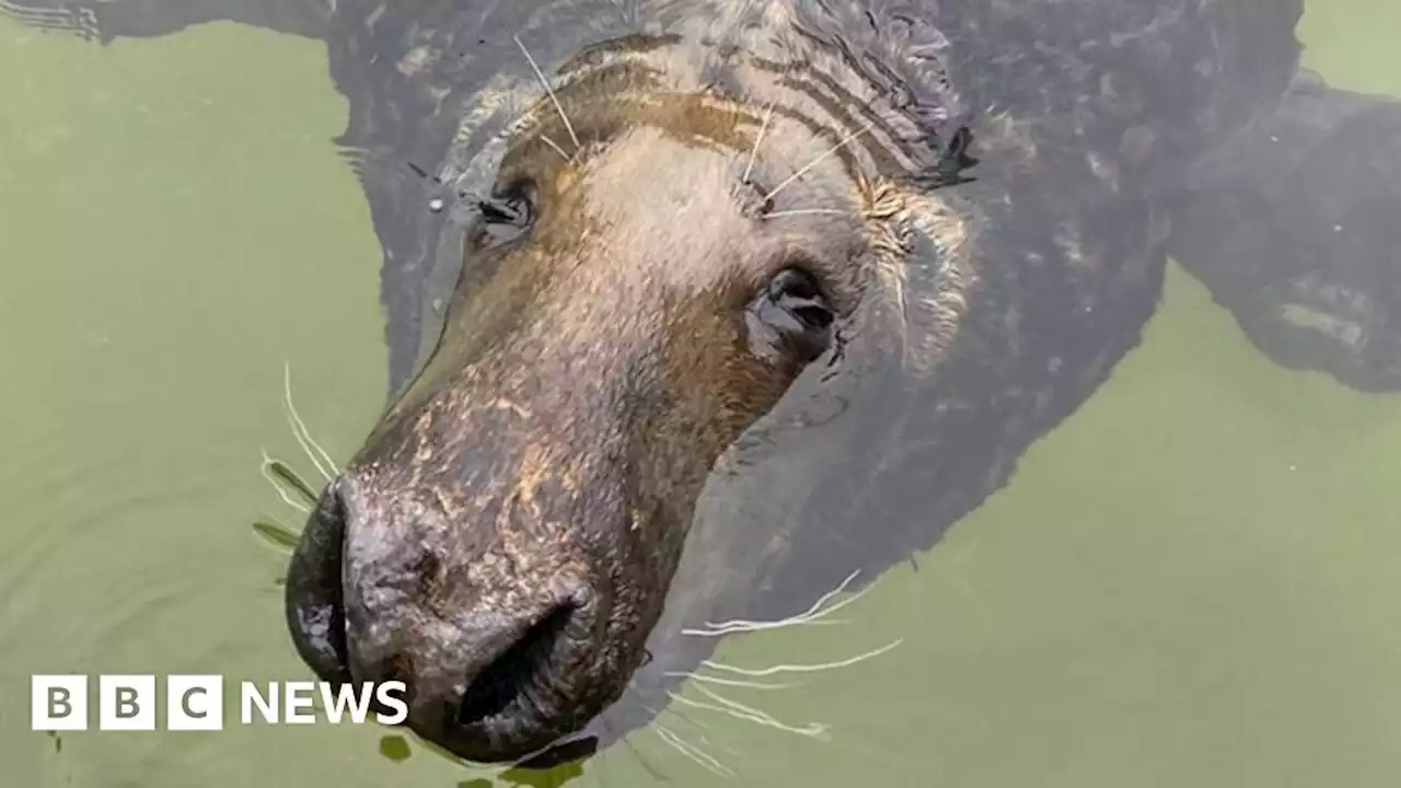 Popeye the blind Mablethorpe seal dies 27 years after beach rescue