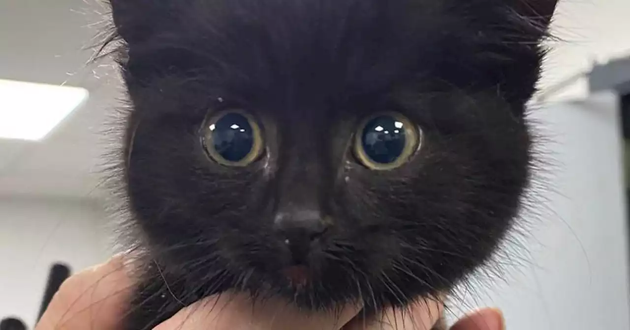 PSNI avert catastrophe in op to save kitten from busy motorway