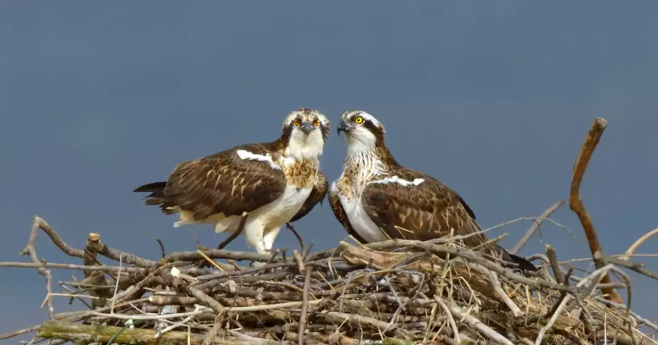 Rare birds find home for the first time in Ireland for over 200 years