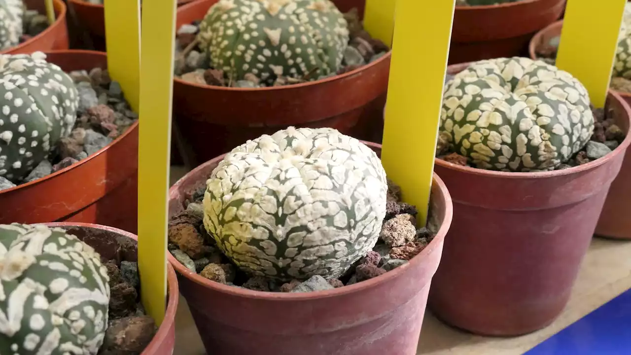 Seine-et-Marne: la douane de Marne-la-Vallée saisit 56 cactus-oursins 'protégés et rarissimes'