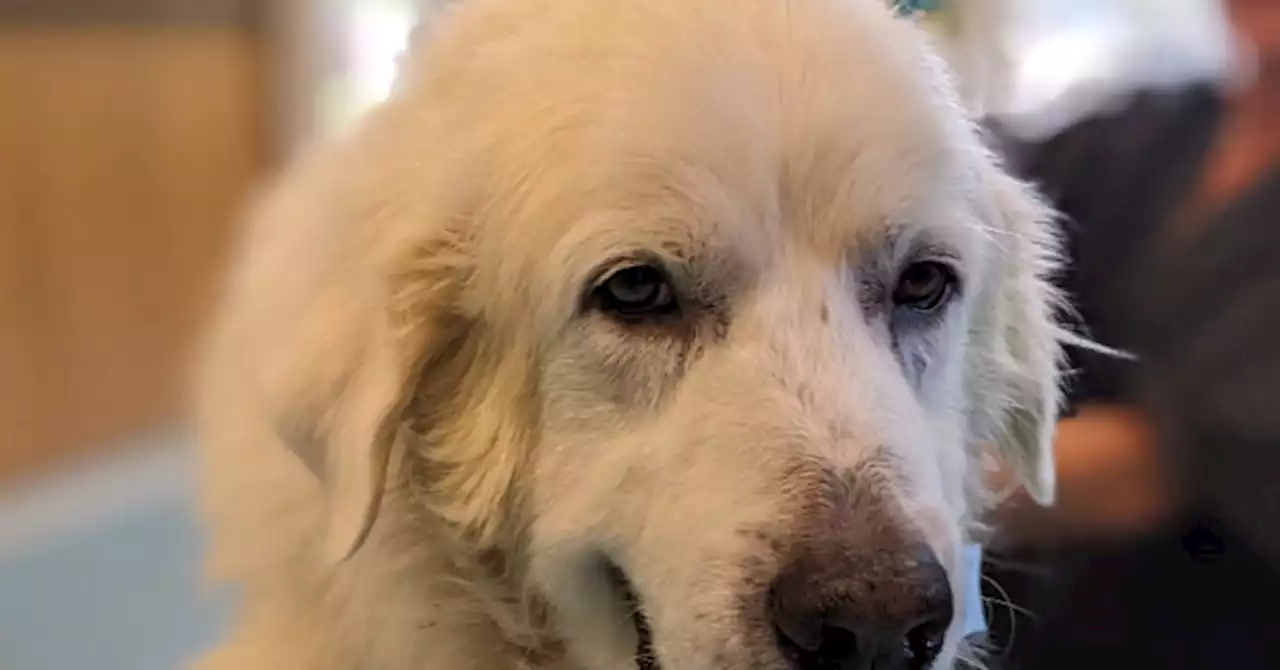 Great Pyrenees Finds Forever Home After Saving Family from Boat Fire