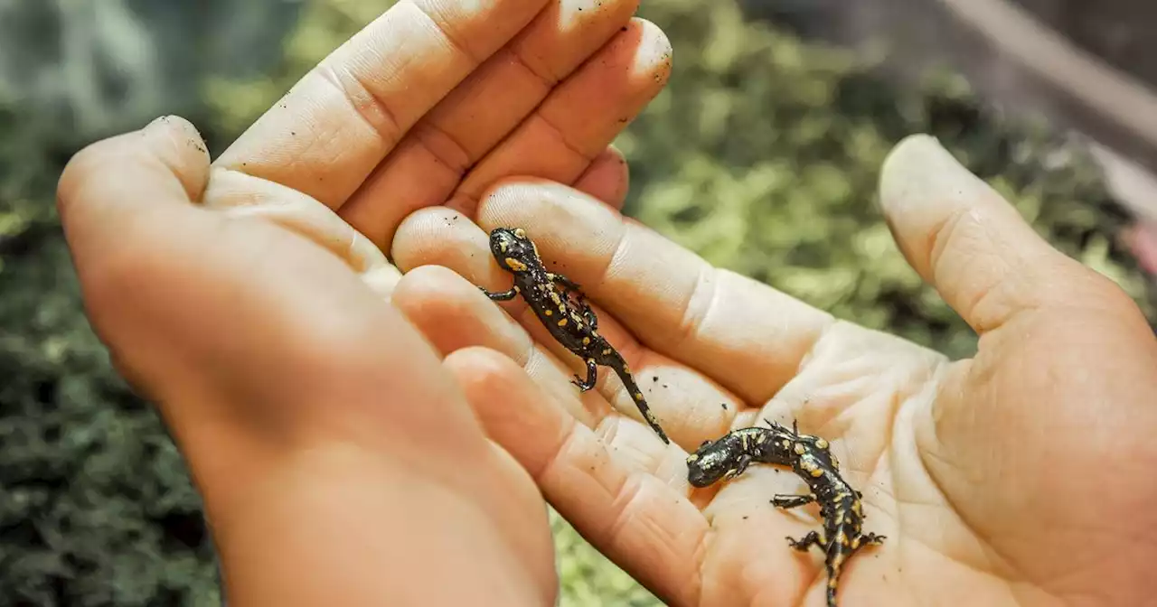 Tragischer Unfall: Salamander-Mama von Traktor überrollt – doch 19 Babys wurden gerettet