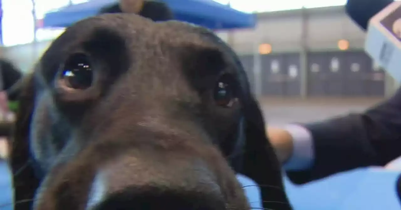 CBS 2's Brad Edwards gets a preview of the Great American Dog Show in Chicago