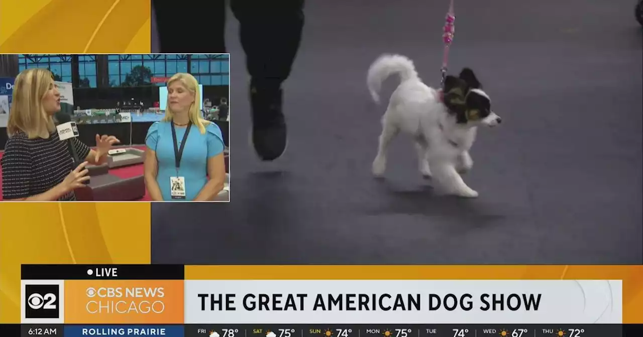 Getting ready for The Great American Dog Show