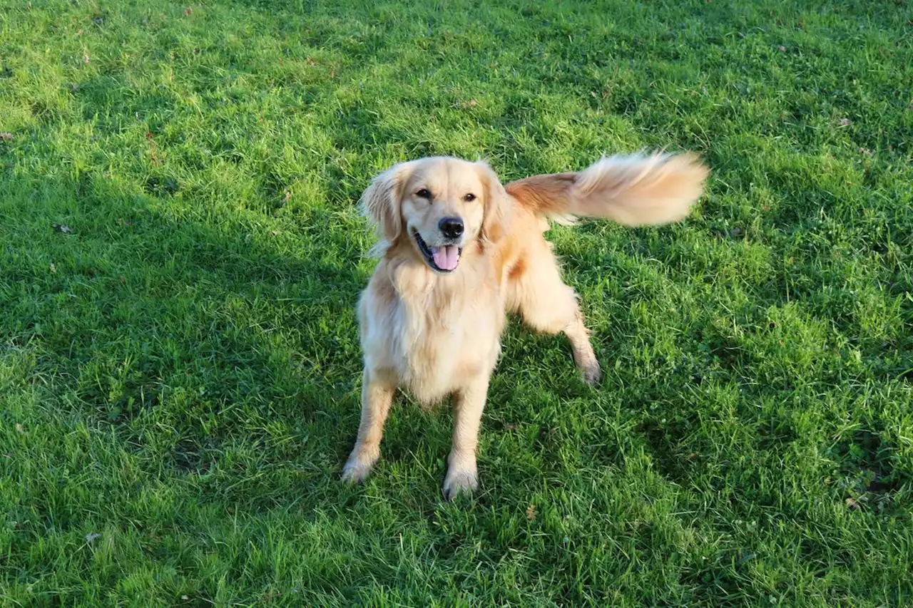 Seguro obligatorio para perros: cuánto cuesta, qué incluye y desde cuándo hay que hacerlo