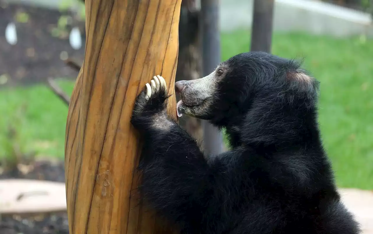 Cleveland Zoo debuts Susie’s Bear Hollow, a new experience for visitors, and the bears (photo gallery)