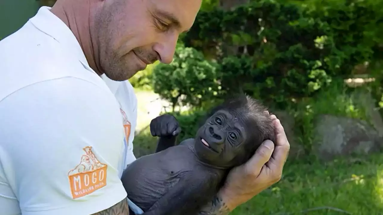 Este bebé gorila estuvo a punto de morir, pero ahora tiene una madre adoptiva