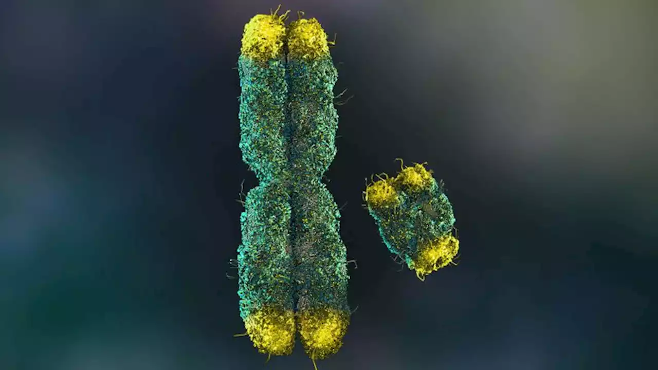 Scientists fully sequence human Y chromosome for the first time