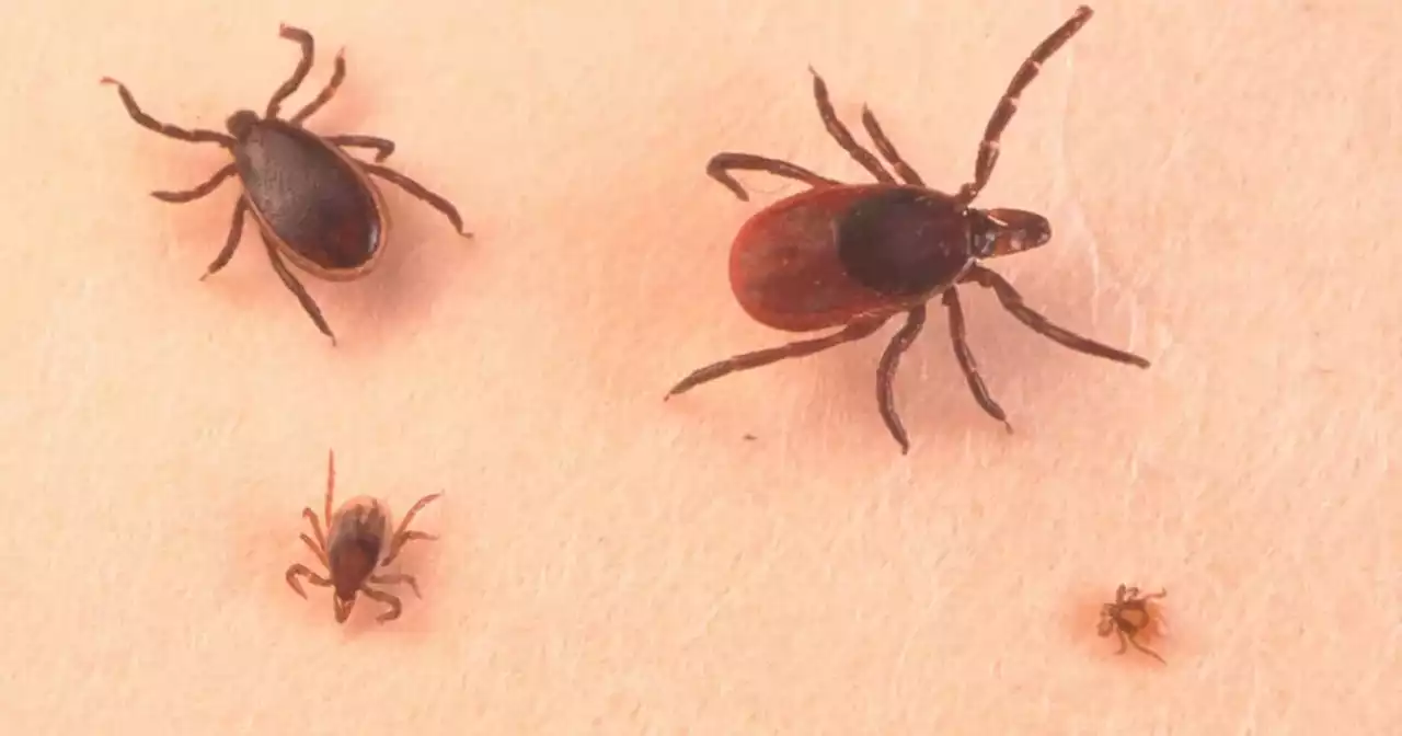 Dog walkers 'at risk of tick bites and Lyme Disease because of long grass