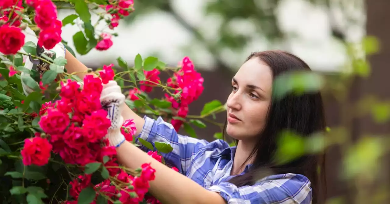 Gardening whizzes name 'best' time to prune roses for the most 'amazing' flowers