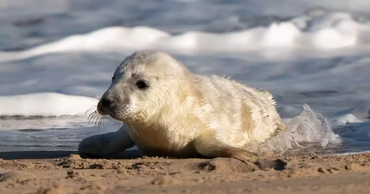 Injured seal pup dies after passerby throws it back into sea off Scots coast