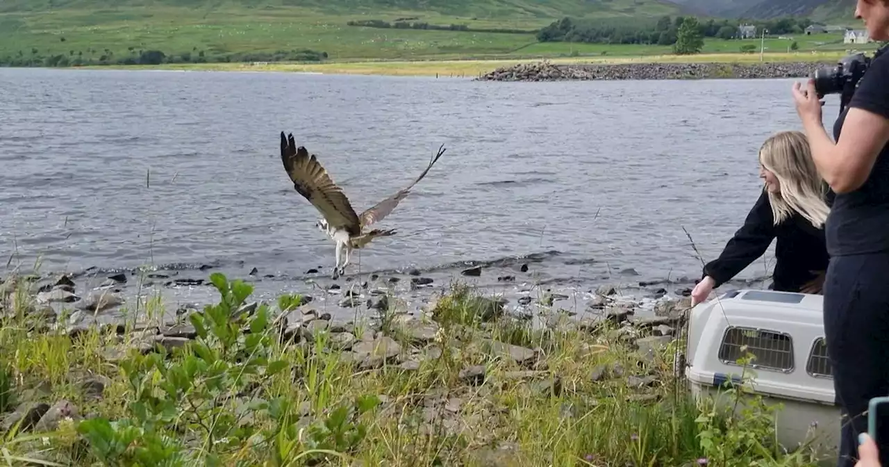 Wildlife centre staff nurse osprey back to health after fishing net incident