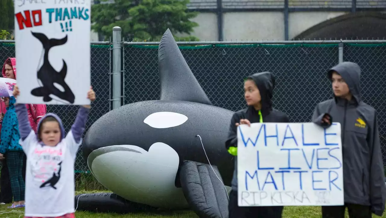 Kanada: 14 Wale und ein Delfin in kanadischem Freizeitpark gestorben