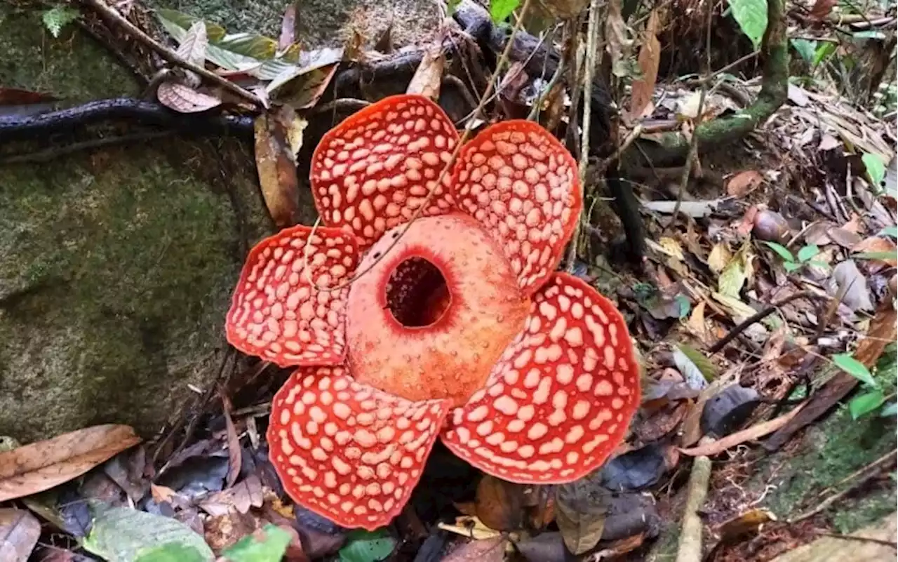 Hornbills, rafflesia, and the wondrous wildlife of Ulu Cheka