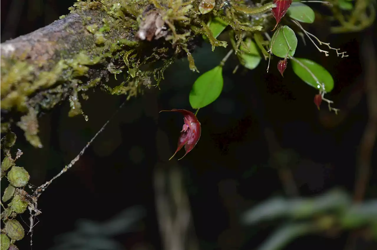 Newly Discovered Colombian Orchids Might Be On The Edge Of Extinction