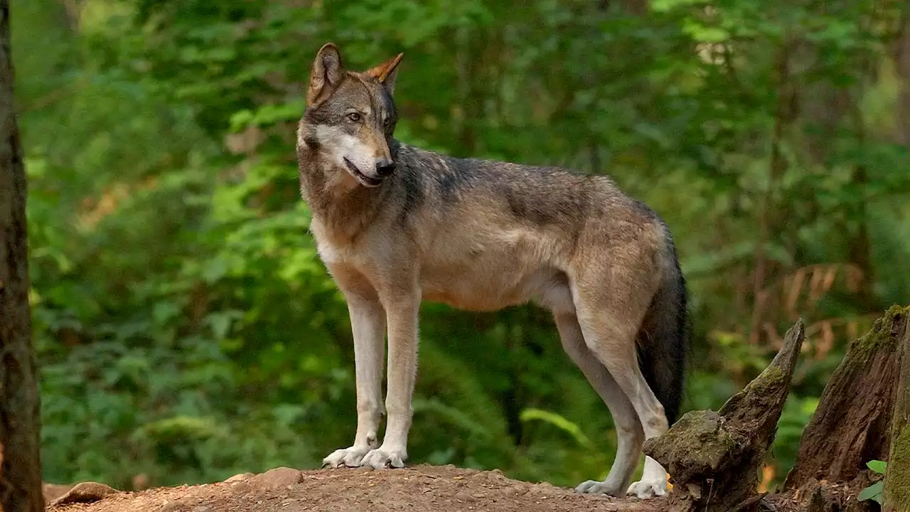 Washington authorizes killing 2 wolves after pack kills half-dozen cattle