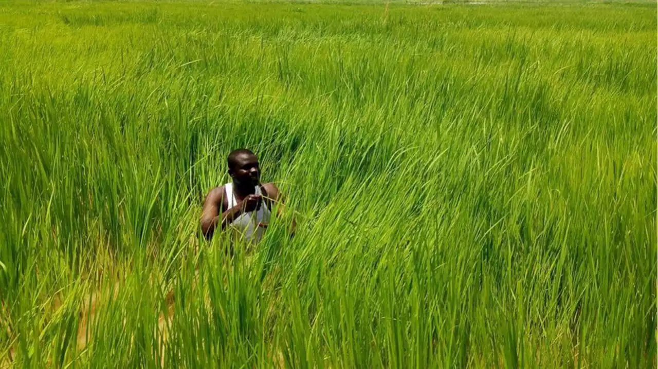 Kebbi partners IRFDP on rice, fish production