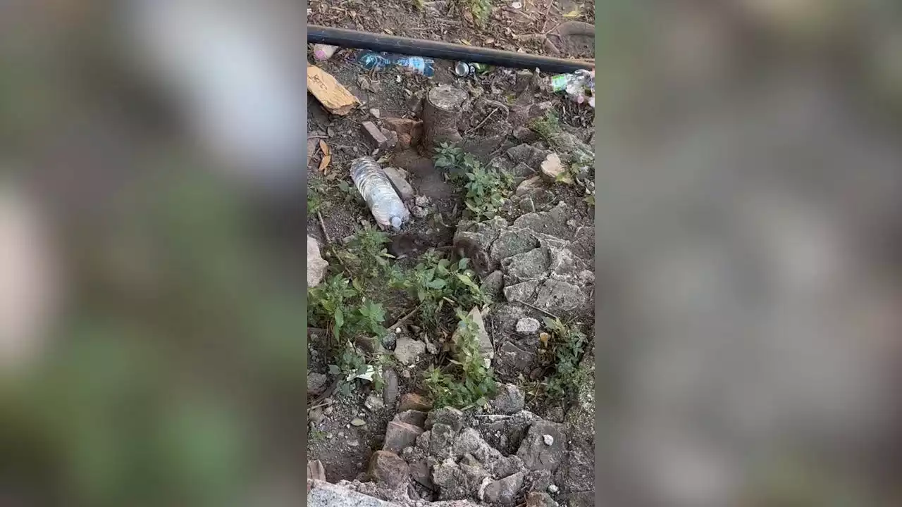 Degrado Colosseo, topi che pasteggiano all'ombra del monumento