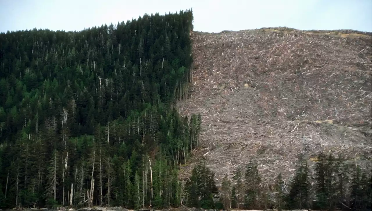 La truffa dei carbon credit: sovrastimano gli interventi di conservazione delle foreste