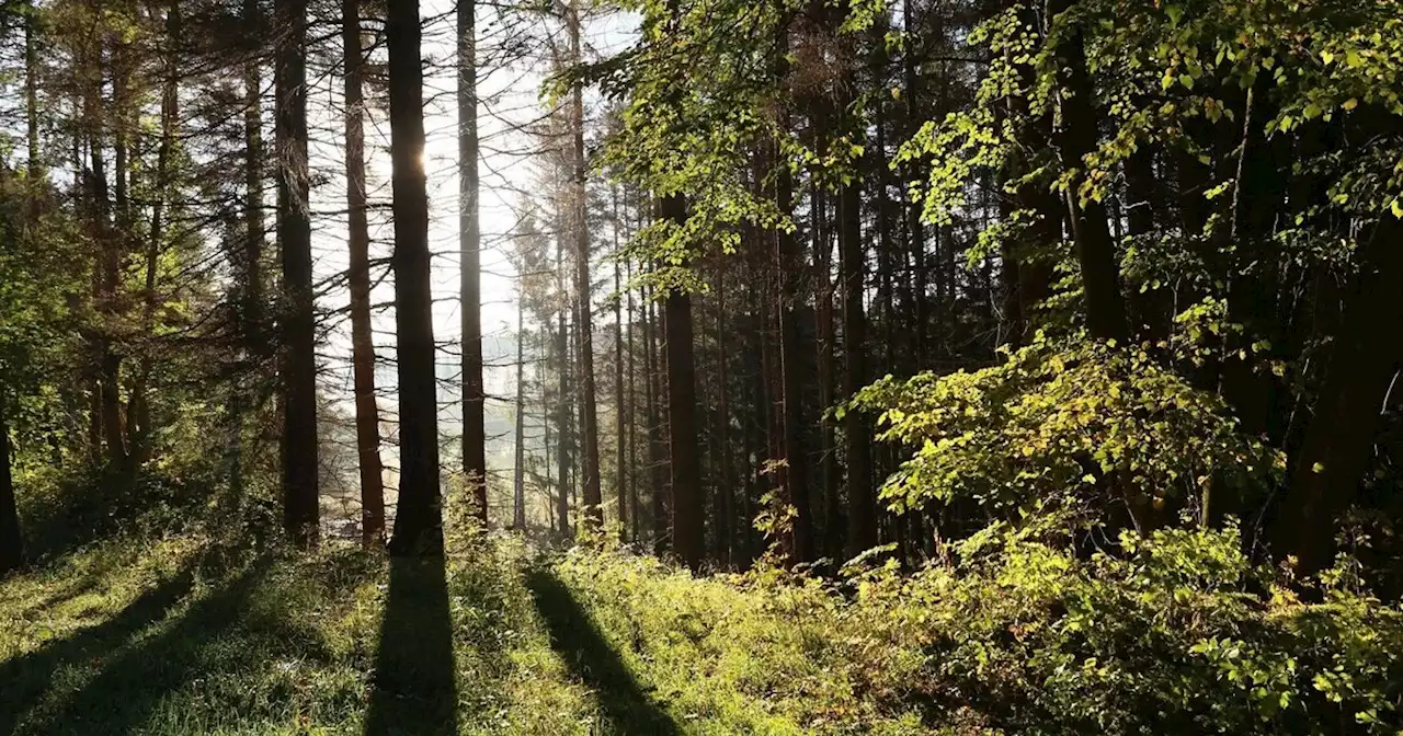 Vermisste Frau tot in Wald gefunden: Todesursache unklar