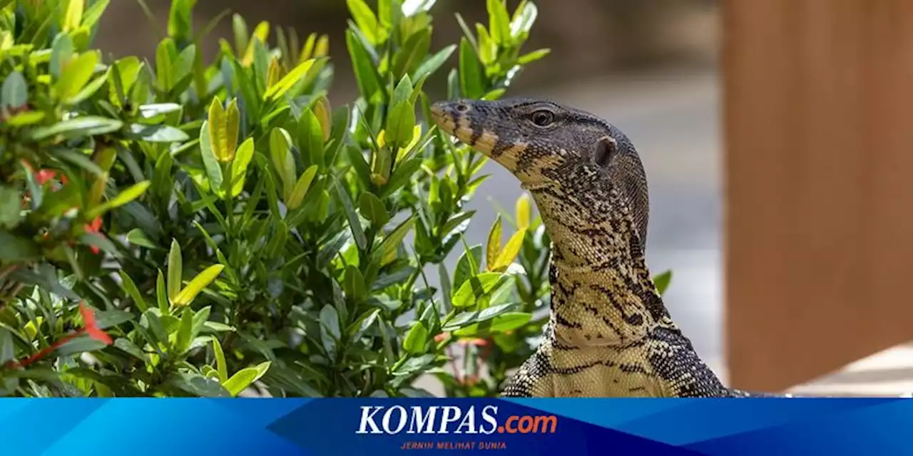 13 Cara Mengusir Biawak dan Mencegahnya Masuk ke Dalam Rumah