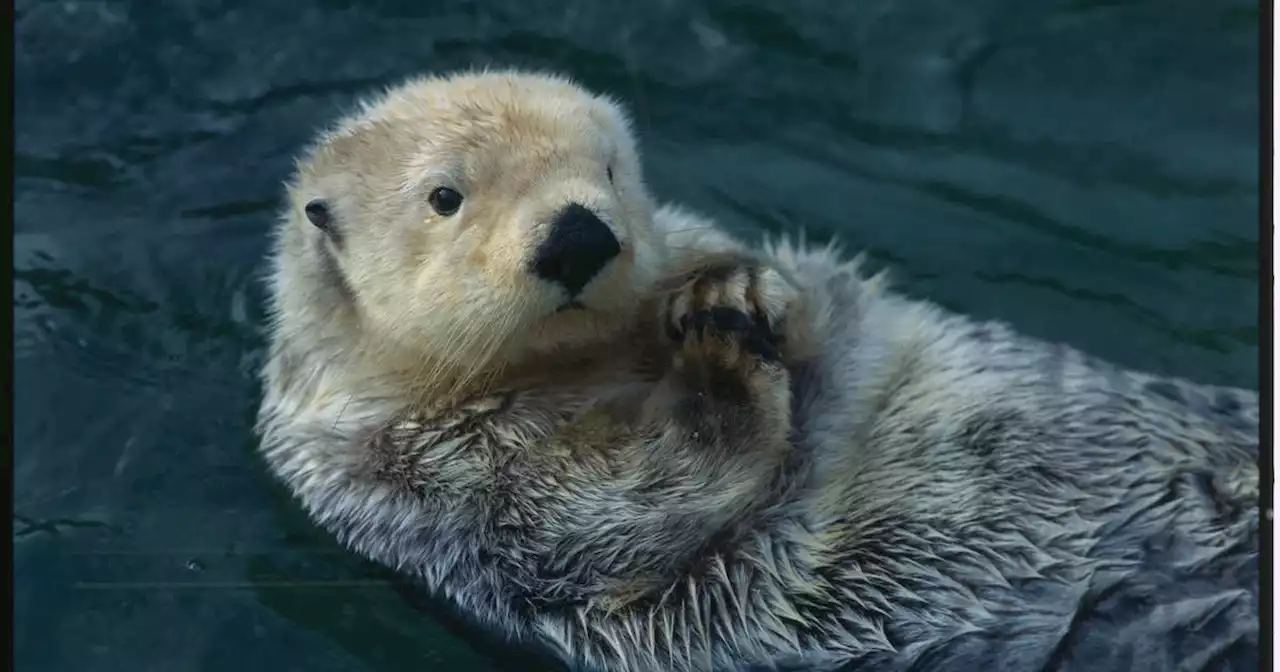 Commercial crabbers worry bringing sea otters back to San Francisco Bay could hurt industry