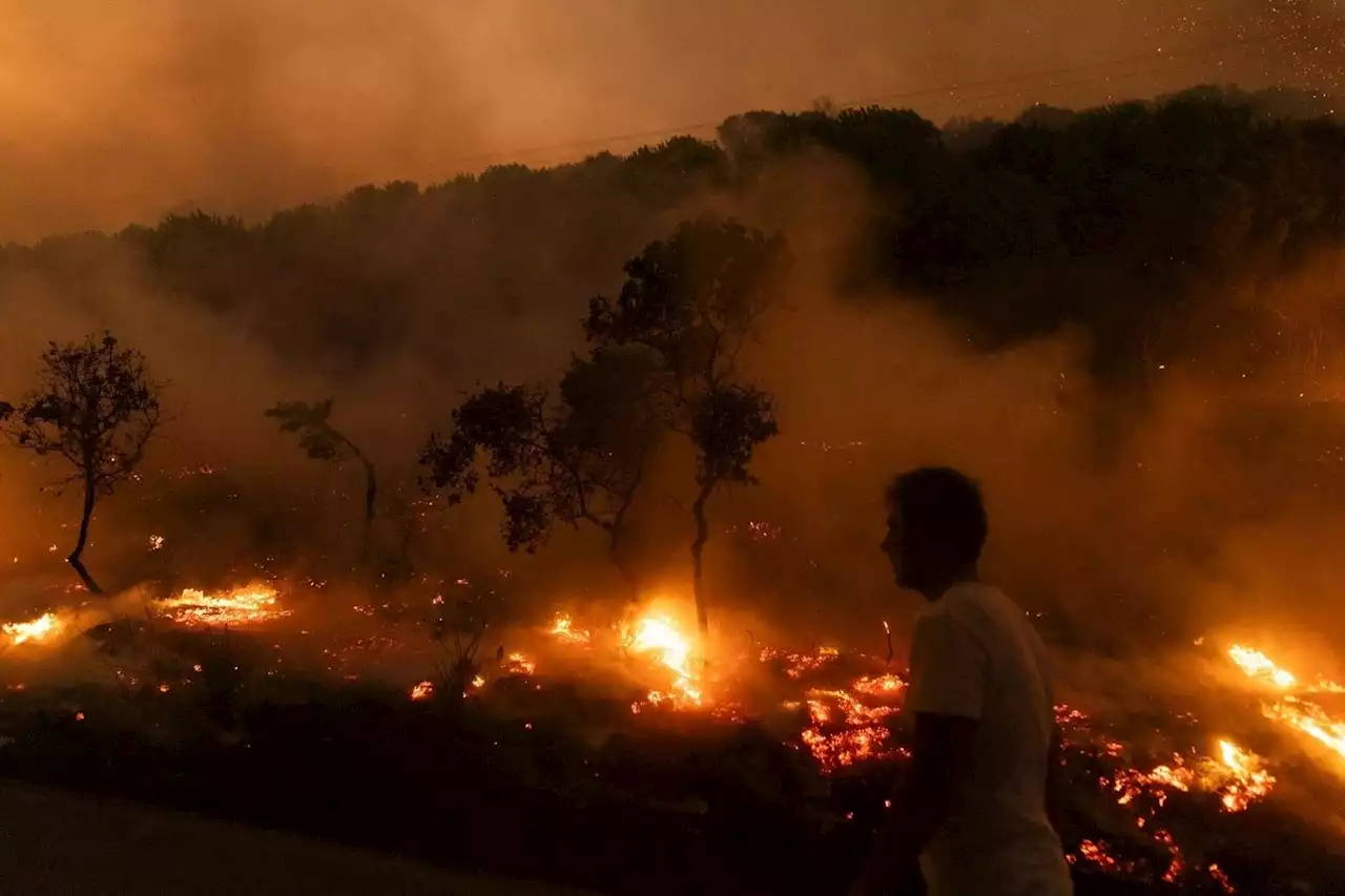 Grèce, Canada, Algérie : les feux de forêt dans la brume du complot