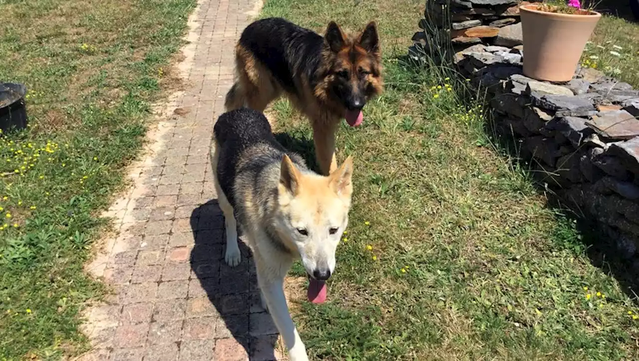 Haute-Garonne : deux chiens errants menacent un habitant à son domicile