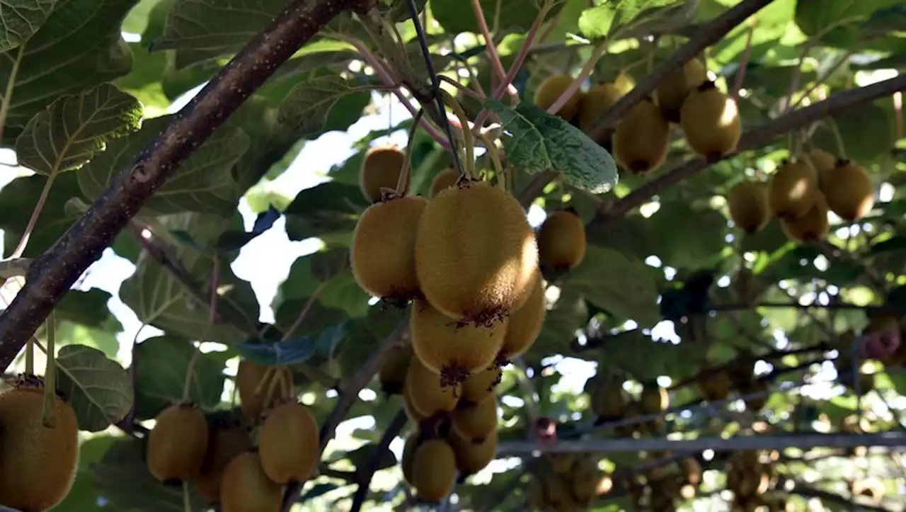 La canicule, un risque également pour les productions agricoles du Lot-et-Garonne