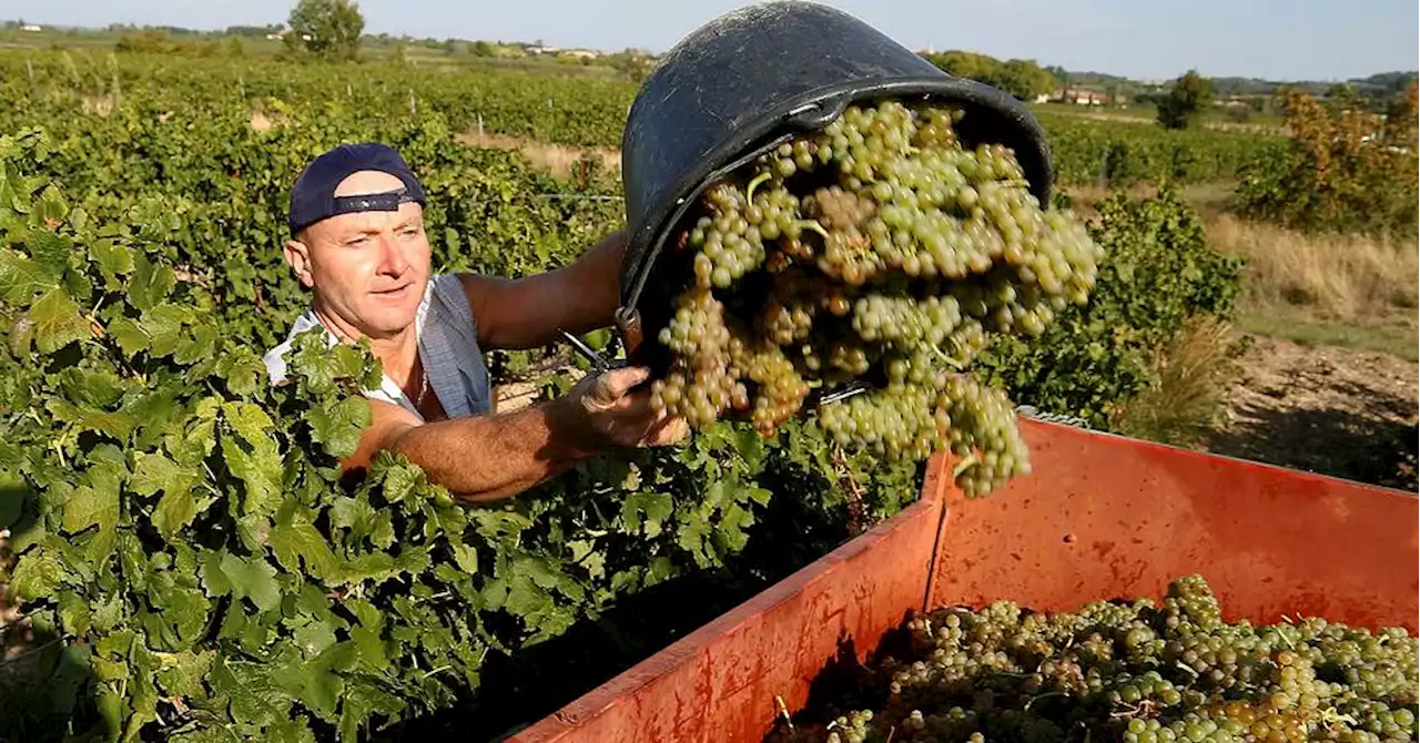 La canicule bouscule le calendrier des vendanges dans le Vaucluse