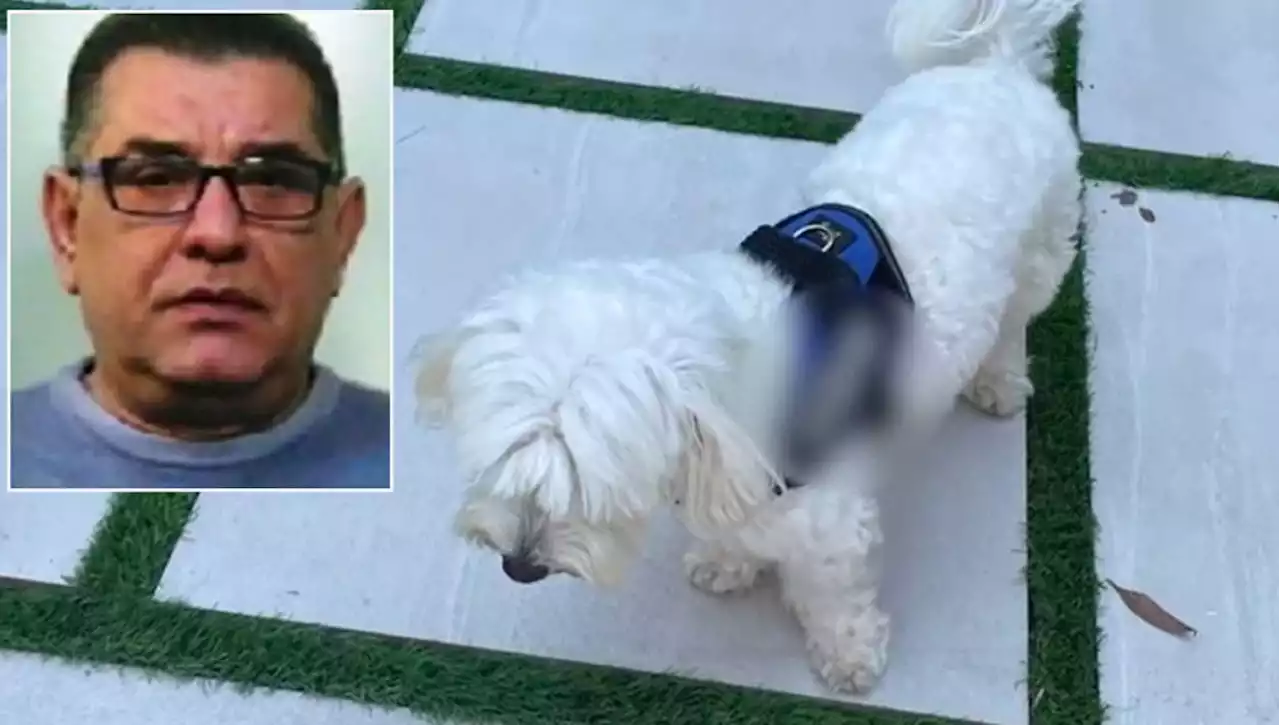 Camorra, un cane 'tradisce' Luigi Cacciapuoti: così è stato arrestato il boss latitante