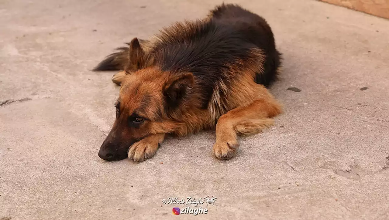 'Una fedeltà che supera la morte', a Desulo il cane Snoopy attende il proprietario che non c'è più. E un rione lo adotta