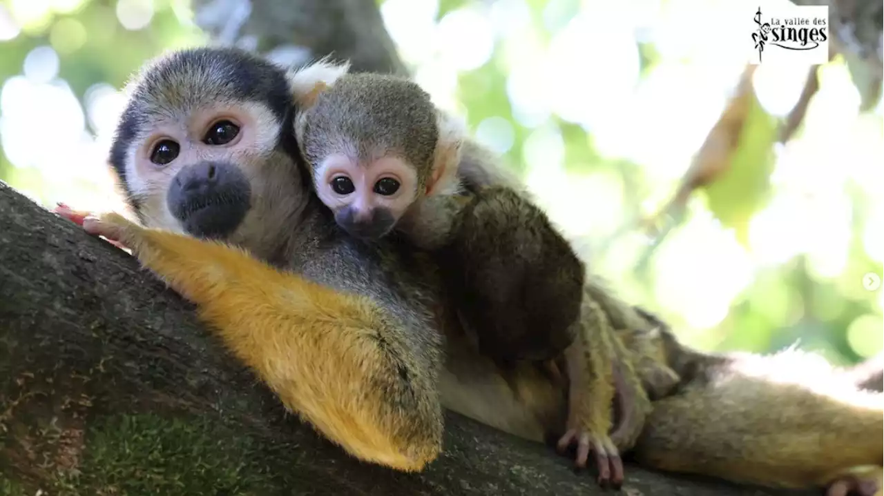 La Vallée des Singes annonce une naissance exceptionnelle