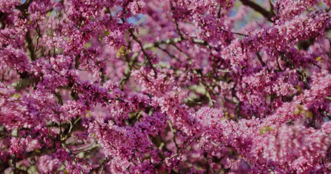 Arbre de Judée : plantation, floraison, entretien