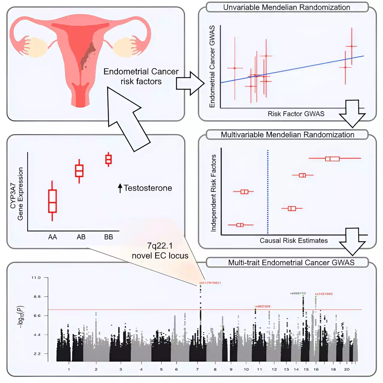 Common hormone could hold key to treating endometrial cancer