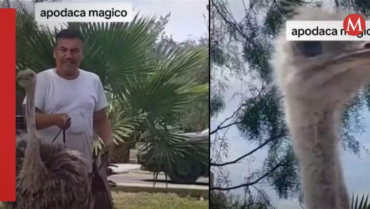 Hombre sale a pasear con su avestruz en parque de Apodaca, Nuevo León