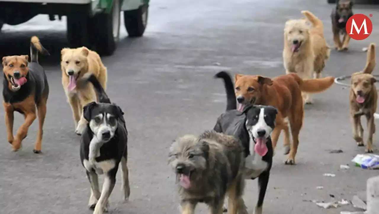 Suman más de 200 mordidas de perros callejeros en sur de Tamaulipas