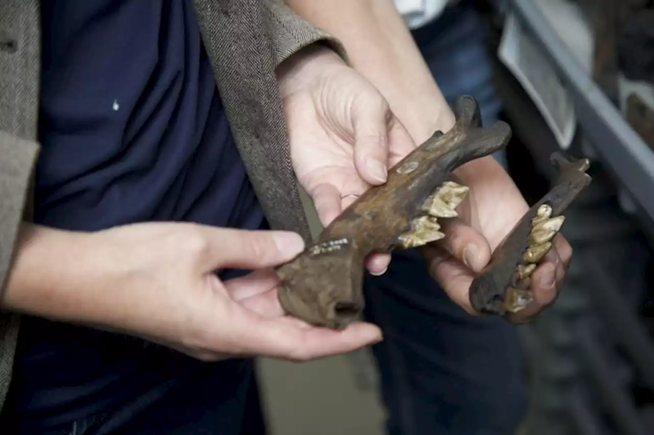 Extinción por fuegos de origen humano hace 13.000 años expone amenaza del cambio climático