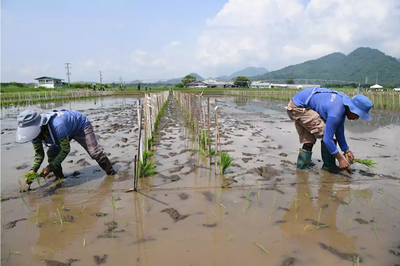 PBBM says rice supply ‘most critical problem’; Senator blames DA, NFA