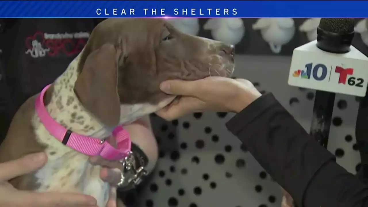 Animals at Brandywine Valley SPCA hope to find ‘furever' homes during Clear the Shelters event